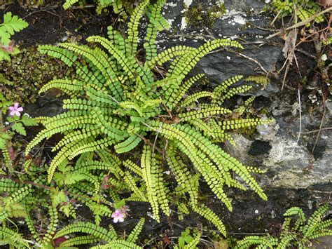 Asplenium trichomanes - Riverside Garden Centre