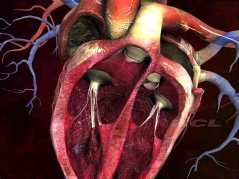 External Structure Of Human Heart Anatomy | MedicineBTG.com