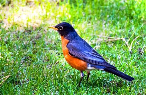 American Robin - Description, Habitat, Image, Diet, and Interesting Facts