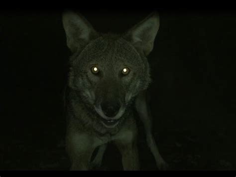 Red Wolves vs. Night Intruder - YouTube