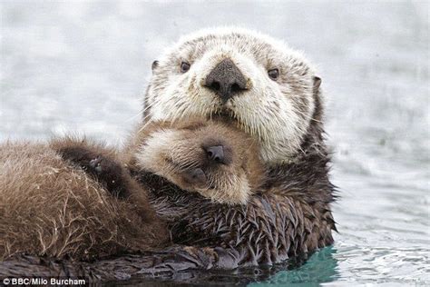 Pin by Diane McKenna on For the Love of Animals | Baby sea otters, Baby ...