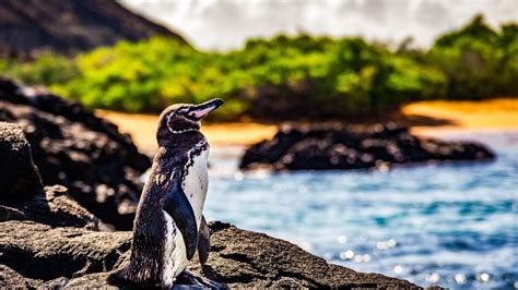 Des pingouins aux Galapagos | Nature et vie sauvage | Terra Galapagos ...