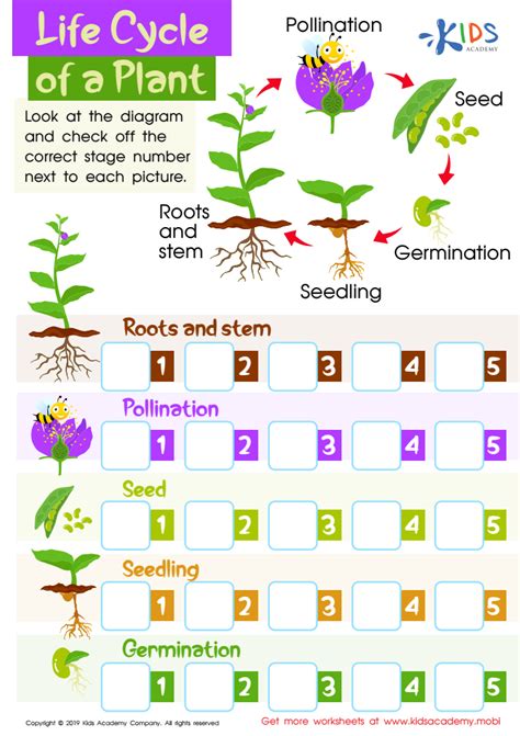 Plant Life Cycle For Kids Worksheet