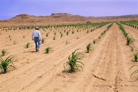 Hopi Indian farmer, dry farming in his cornfield diring summer drought. Hopi Indian Reservation ...