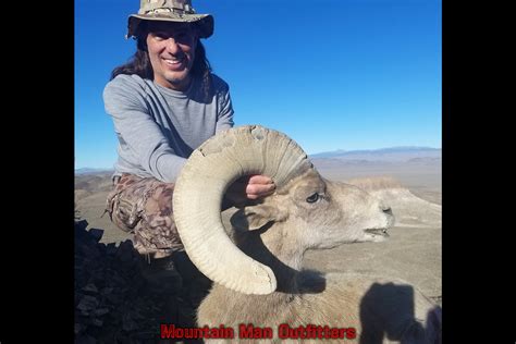 Bighorn Sheep