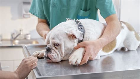 Intestinal Blockage In Dogs: Symptoms, Causes, & Treatments - DogTime