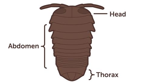 Roly-Poly Bug Facts | Sciencing