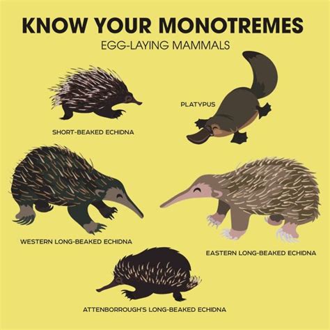 Know Your Monotremes: Mammals that Lay Eggs