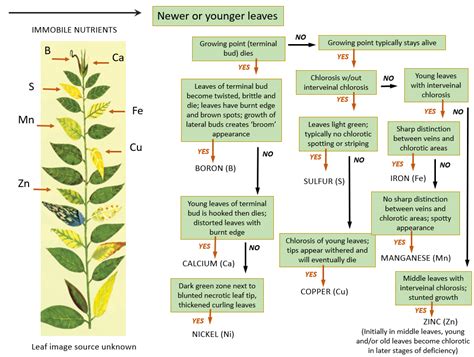 Identifying Nutrient Deficiencies in Your Garden Plants | Just Grow ...