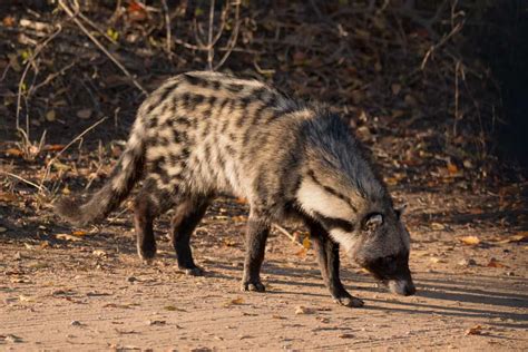 African Civet - A-Z Animals