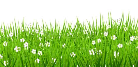 White Background Flowers Daisies Green Grass Stock Illustration ...