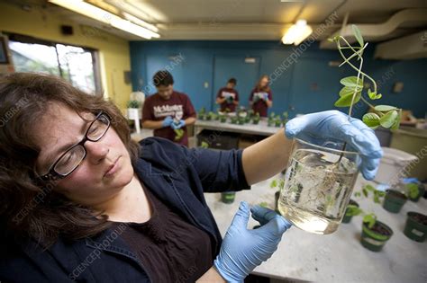 Botanical research - Stock Image - C015/5210 - Science Photo Library