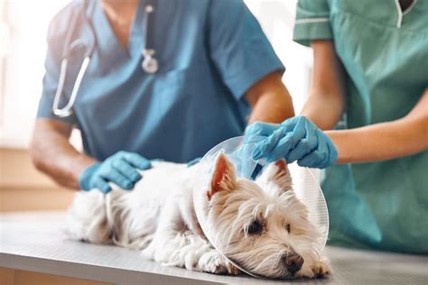 8 Signs Your Dog Needs to See the Emergency Vet in Ukiah, CA | Mendocino Animal Hospital