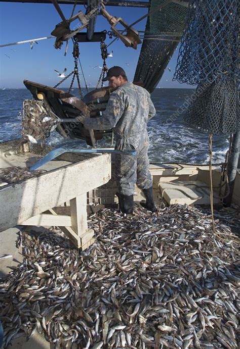 Shrimp fishing - Stock Image - C020/9812 - Science Photo Library