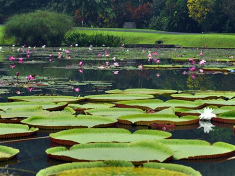 Gambar Kebun Raya Istana Bogor Tempat Bersantai Belajar Sejarah Alam ...