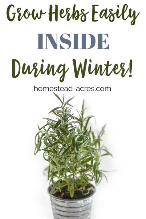 Growing Herbs Indoors: Tips For Growing Herbs Indoors In The Winter ...