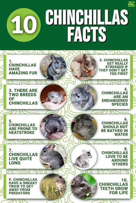 10 Incredible Chinchilla Facts - A-Z Animals