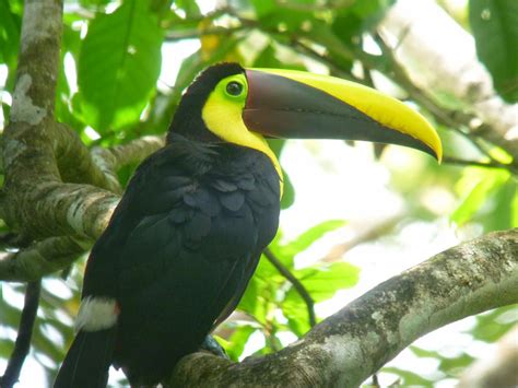 Brilliant Colors Of The Toucans - Exterior Design