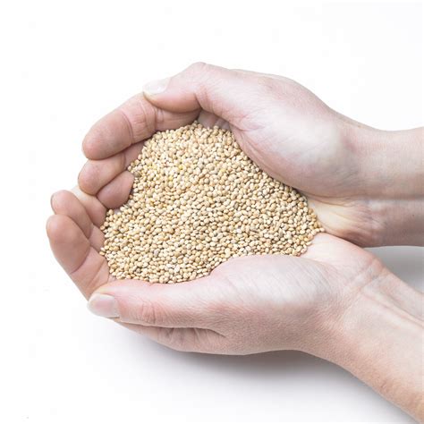 White Millet Bird Seed | Buy Online at Vine House Farm