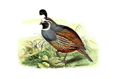 California Quail Drawing at PaintingValley.com | Explore collection of ...