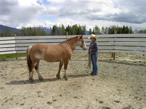 The Round Pen: A Valuable Training Tool | Horse Journals