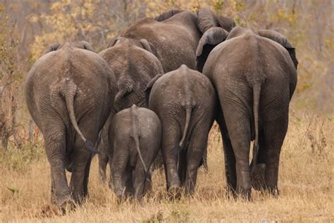 Zoo Elephants' Big Threat: Too Much Junk in the Trunk