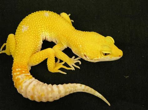 Wonderful color variations are one of the great things about Leopard Geckos, they are the little ...