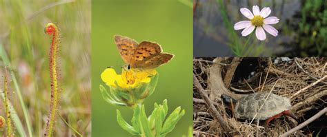 Rare Species of Nova Scotia · iNaturalist Canada