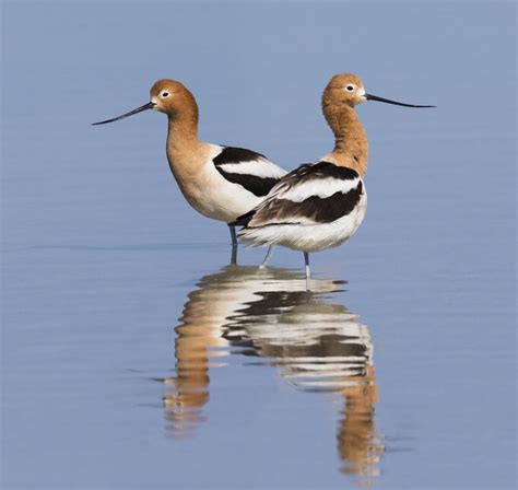 Bird of the Week- American Avocet – St. Louis Audubon Society