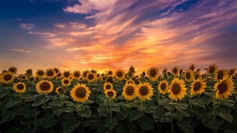 Sunflower Field Sunset