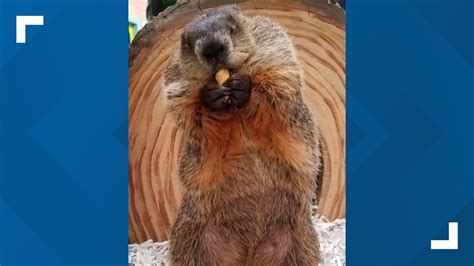 Connecticut's official state groundhog Chuckles X dies | fox61.com