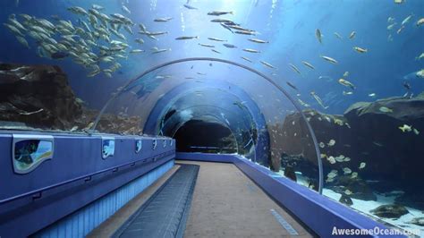 The underwater tunnel at the Georgia Aquarium - YouTube