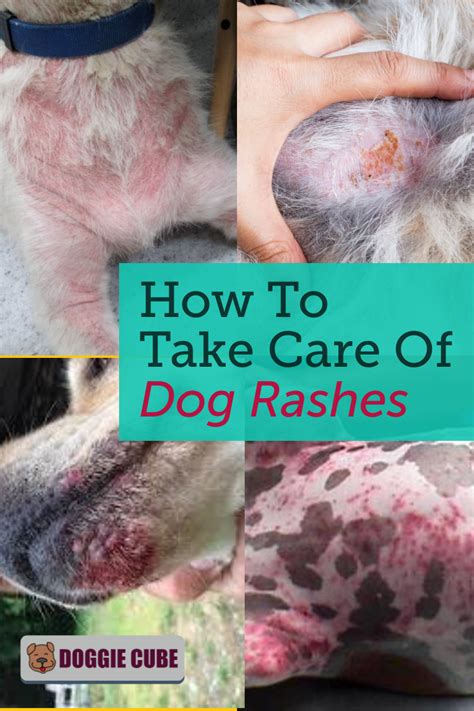 Skin Rashes On Dogs