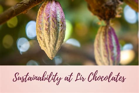 Sustainability at Lir Chocolates