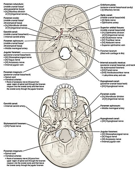 Posterior Cranial Fossa Anatomy