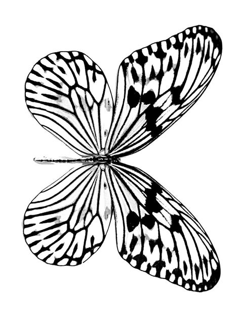 Free Printable Butterfly Coloring Pages For Kids