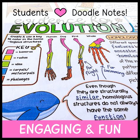 Evidence for Evolution Doodle Notes - Emmatheteachie