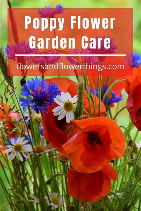 Poppy Flower Garden Care | Flowersandflowerthings