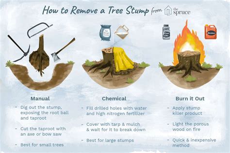 3 Easy and Cost-Effective Ways to Remove a Tree Stump (2023)