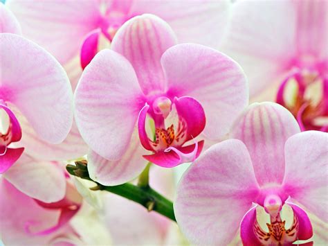 orchid - Flowers Photo (22283856) - Fanpop