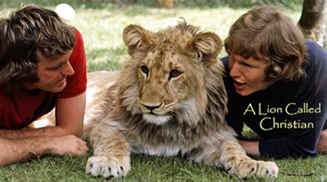 Christian the Lion Reunited with the Men Who Raised Him [VIDEO] | Dawn ...