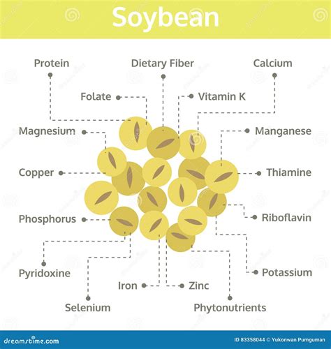 Soybean Nutrient of Facts and Health Benefits, Info Graphic Bean Stock Vector - Illustration of ...