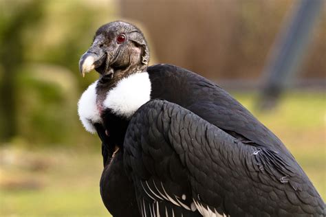 Endangered Birds of India | MapsofIndia Blog