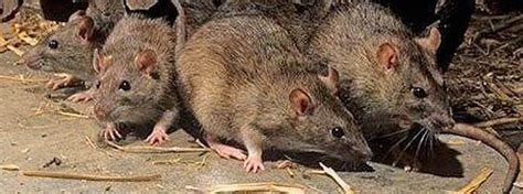 How to Keep My House Clean From Pest: Rat Infestation Fact Sheet