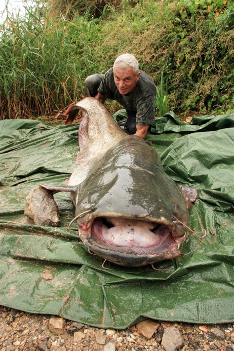 Longtime Loch Ness monster hunter thinks it’s actually a big catfish ...