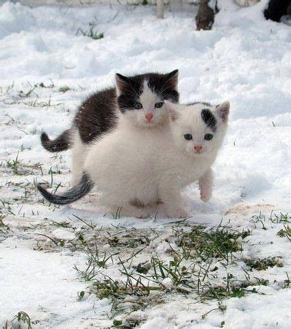 Kittens in the snow | Animals | Pinterest