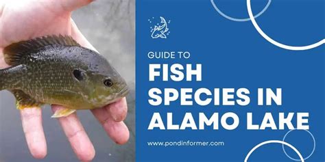 List of Fish Species in Alamo Lake (Updated) - Pond Informer