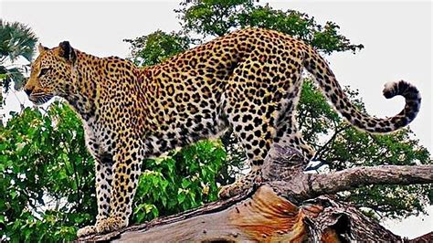 Patrol stepped up to prevent Javan leopard from entering settlement ...