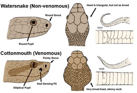 Fake Snake News: How Not to Identify a Poisonous Snake | Office for ...