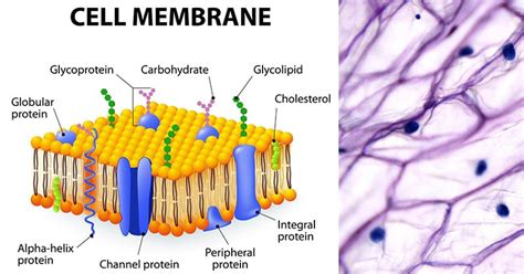 Plasma Membrane: Structure, Composition, Functions